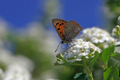 comp_IMGP1374ghh.jpg comp_IMGP1374ghh.jpg