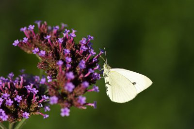 forum_DSC_0137.jpg forum_DSC_0137.jpg