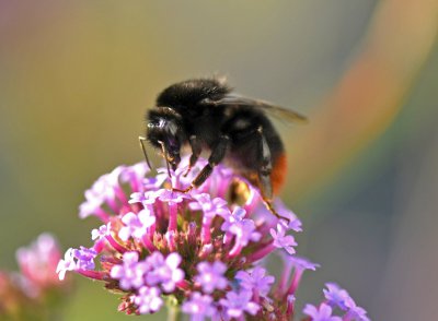 forum_DSC_0145.jpg forum_DSC_0145.jpg