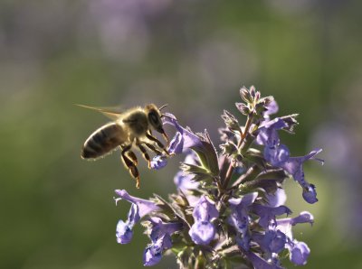 forum_DSC0897.jpg forum_DSC0897.jpg