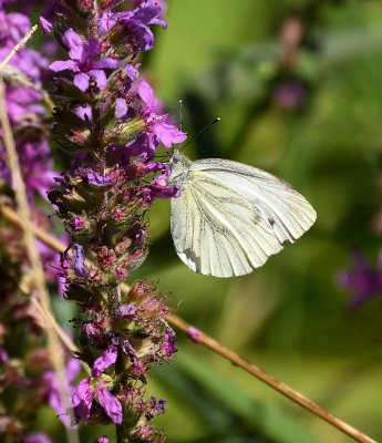 DSC_0043_forum_01.JPG DSC_0043_forum_01.JPG