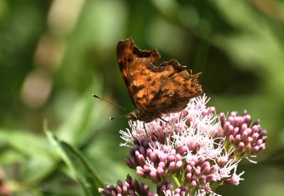 forum_DSC_0061_01.jpg forum_DSC_0061_01.jpg