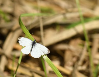 DSC_0097_forum.jpg DSC_0097_forum.jpg