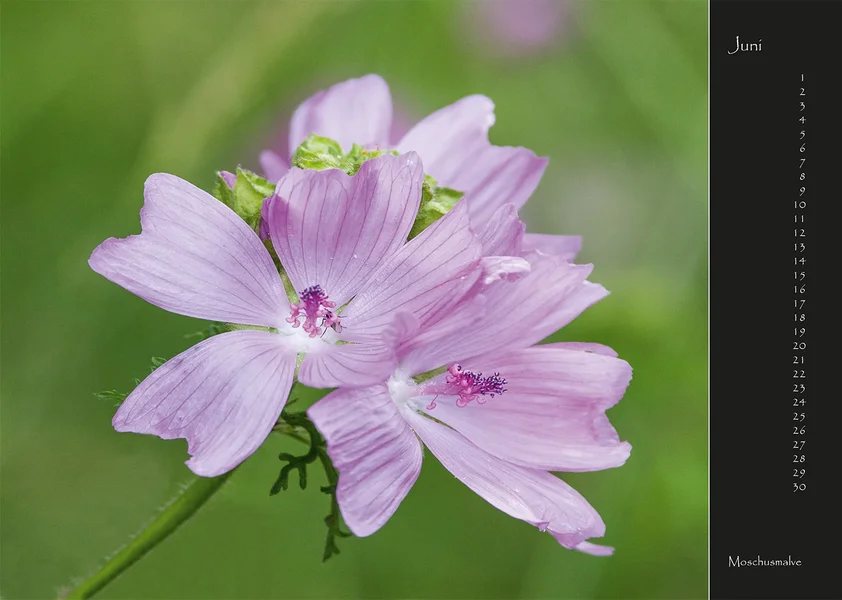 06 2017 Kalender Wildblumen.webp