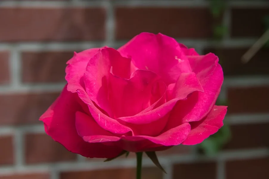 comp_IMGP5393.webp