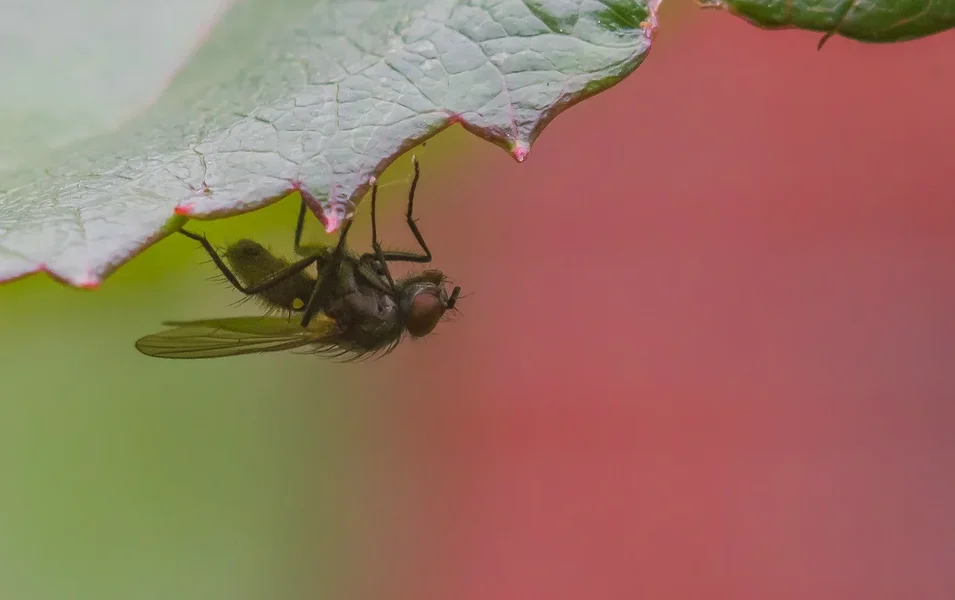 comp_IMGP5430.webp