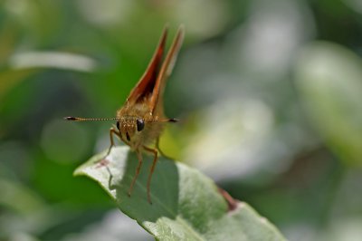 comp_5532h.jpg comp_5532h.jpg