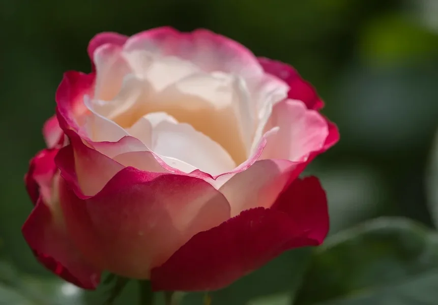 ricohIMGP6229.webp