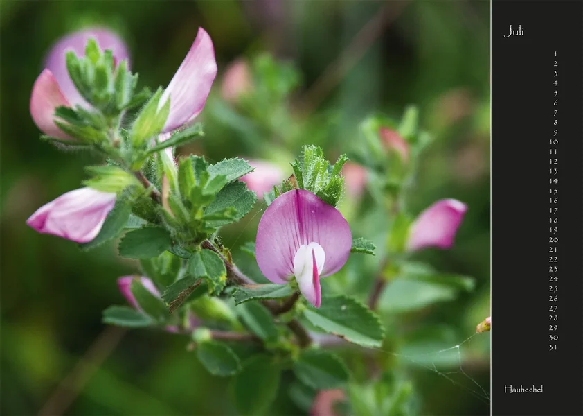 07 2017 Kalender Wildblumen.webp