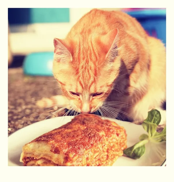 lasagnefriss.webp