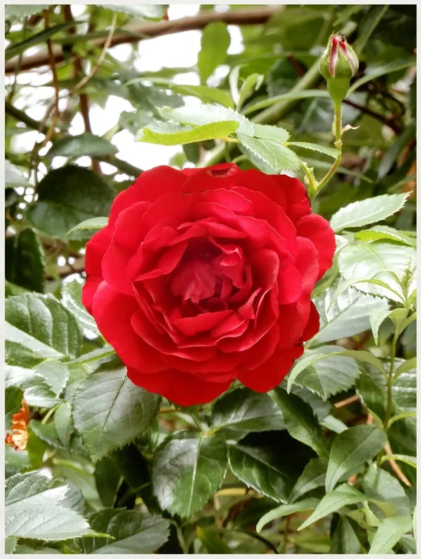 DSCN2207.webp
