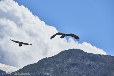 JH 2017-07-13 Bartgeier 01.jpg JH 2017-07-13 Bartgeier 01.jpg