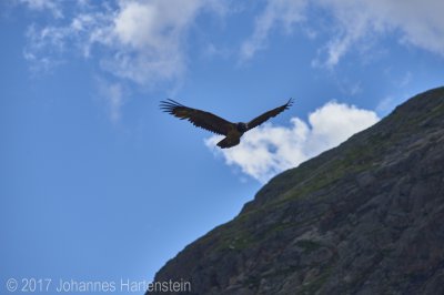 JH 2017-07-13 Bartgeier 02.jpg JH 2017-07-13 Bartgeier 02.jpg