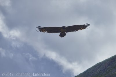 JH 2017-07-13 Bartgeier 03.jpg JH 2017-07-13 Bartgeier 03.jpg