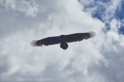 JH 2017-07-13 Bartgeier 04.jpg JH 2017-07-13 Bartgeier 04.jpg