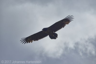 JH 2017-07-13 Bartgeier 05.jpg JH 2017-07-13 Bartgeier 05.jpg
