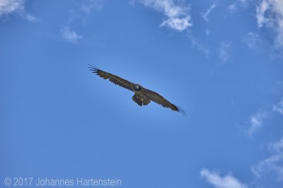 JH 2017-07-13 Bartgeier 09.jpg JH 2017-07-13 Bartgeier 09.jpg