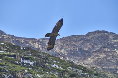 JH 2017-07-13 Bartgeier 10.jpg JH 2017-07-13 Bartgeier 10.jpg