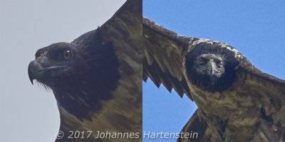 JH 2017-07-13 Bartgeier Ausschnitt 06-09.jpg JH 2017-07-13 Bartgeier Ausschnitt 06-09.jpg