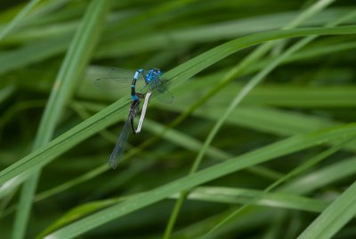 ricoh_IMG7720-2.jpg