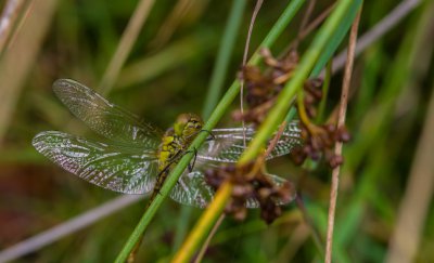 ricoh_IMG7722-2.jpg