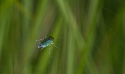 ricoh_IMG7801-2.jpg