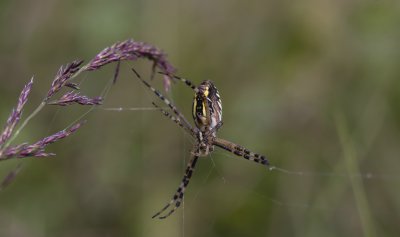 ricoh_IMG7804-2.jpg