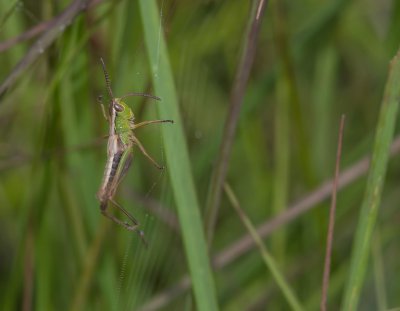 ricoh_IMG7815-2.jpg