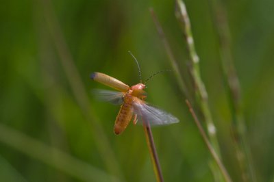 ricoh_IMG7834.jpg