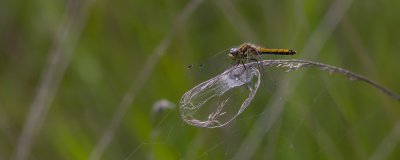 ricoh_IMG7839-2.jpg