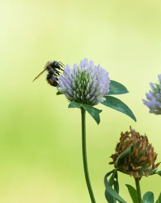 Makro mit Tamron.webp