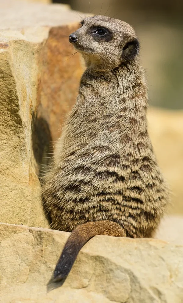 Erdmännchen.webp