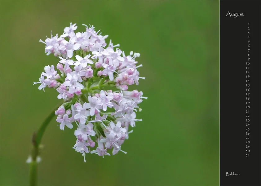 08 2017 Kalender Wildblumen.webp