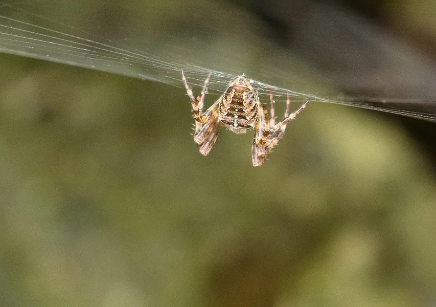 Am Netz hängend.webp Am Netz hängend.webp