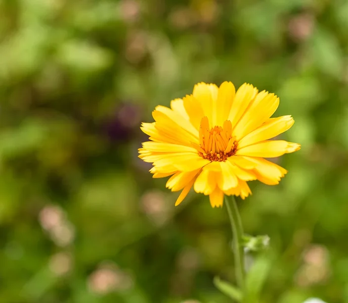 Blume mit 55 Micro.webp Blume mit 55 Micro.webp