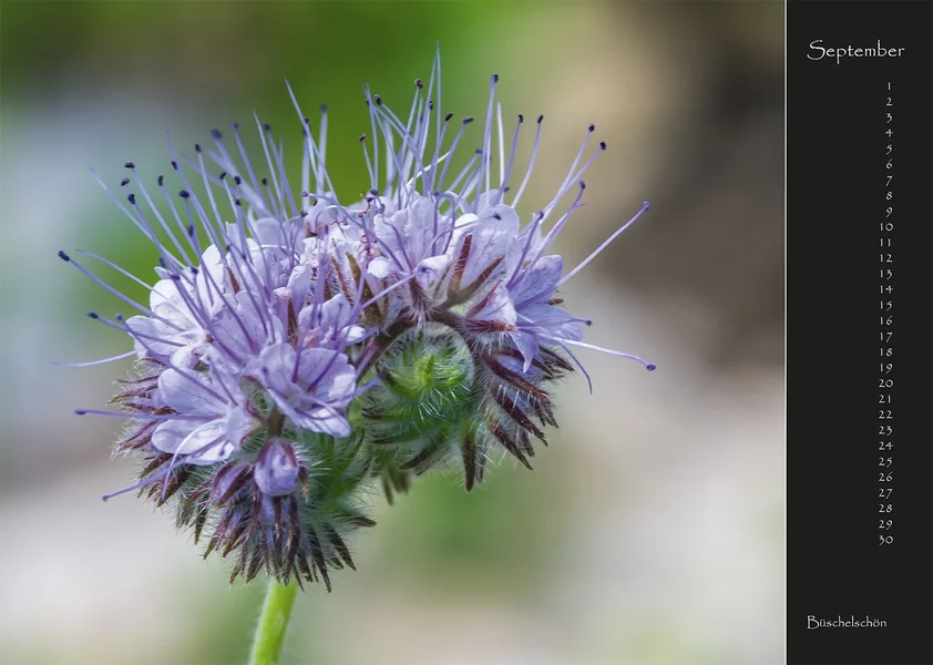 09 2017 Kalender Wildblumen.webp