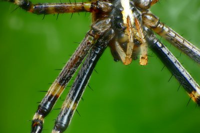 P1070409__stack_kl.jpg P1070409__stack_kl.jpg