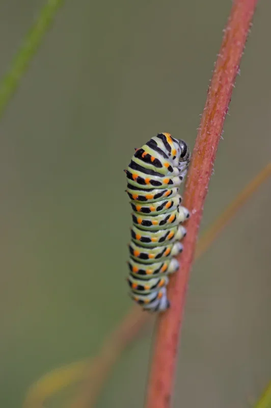 IMGP9920.webp