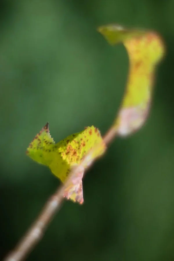 ci_SAM_0252.webp