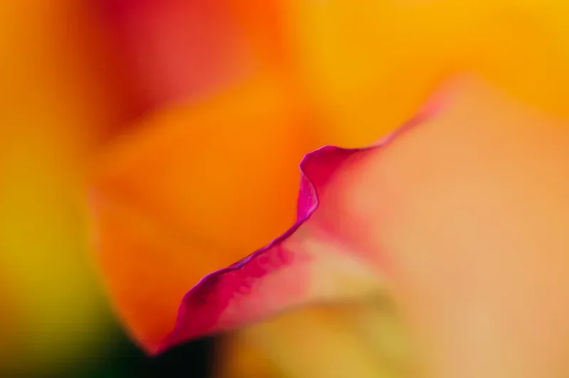 DSC_8260.webp