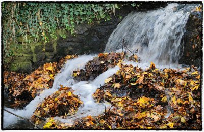 herbst im parkcomp.jpg