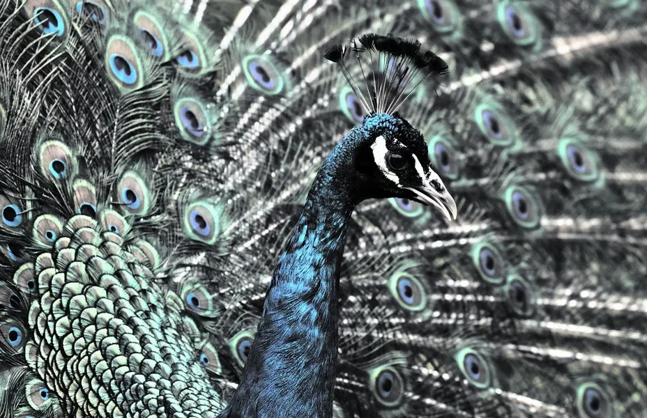 Pfau.webp