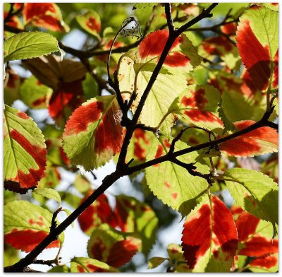 Herbstfarben-rcomp.jpg