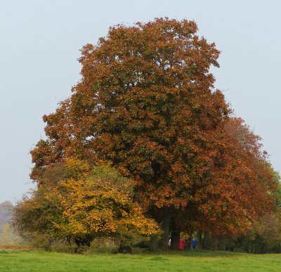 HERBST_BAUM.JPG