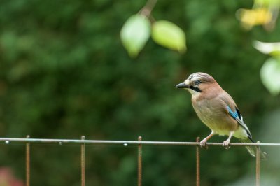 Eichelhäher im Garten_1.jpg