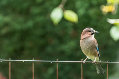 Eichelhäher im Garten_2.jpg