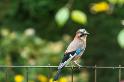 Eichelhäher im Garten_3.jpg