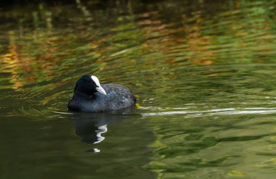 Blässhuhn mit Spiegelung.jpg