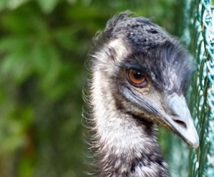 EMU_kl.webp