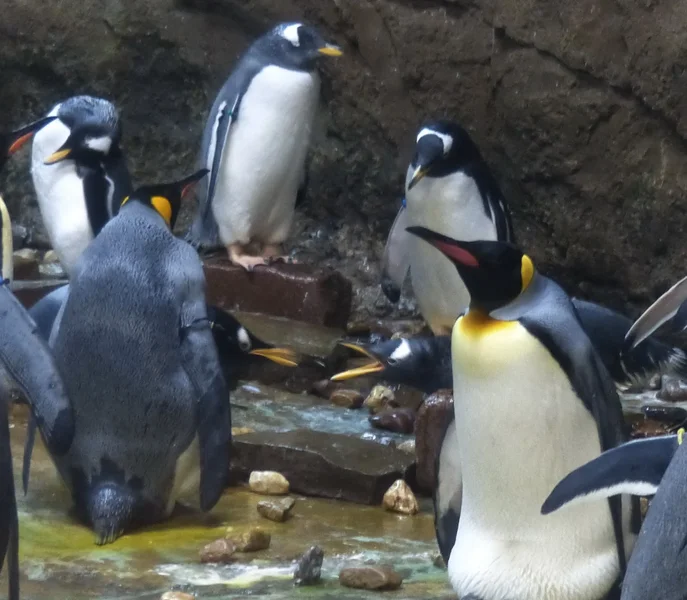 PINGUINE_I_kl.webp